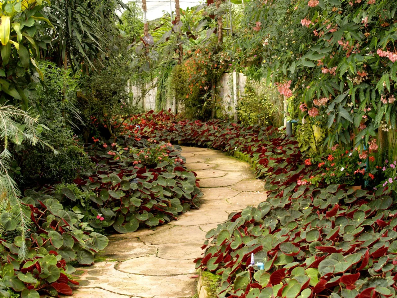 Best landscaping plants for Dubai gardens