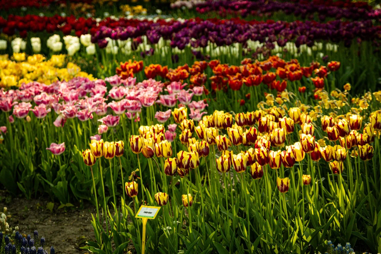 How to Choose a Garden And Landscape Upkeep Company in Dubai